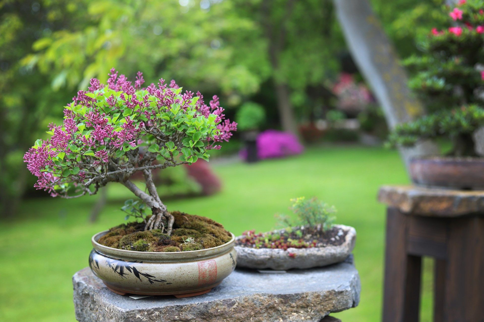 Bonsai and Japanese Culture Festival | Prague City Tourism